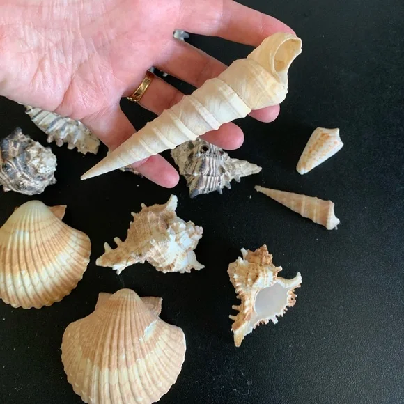 Assorted shells from San Felipe - Picture 8 of 10